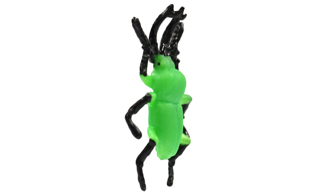 ニジイロクワガタ