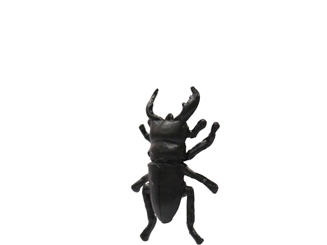 マレーヒラタクワガタ