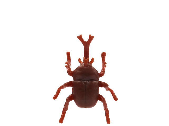 カブトムシ
