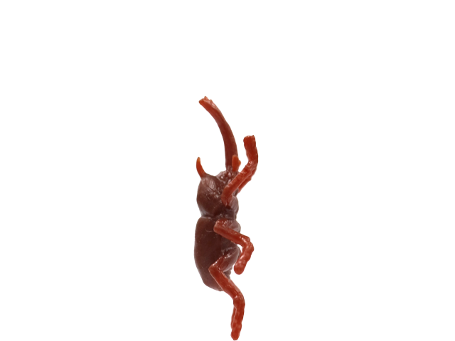 カブトムシ