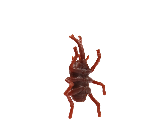 カブトムシ