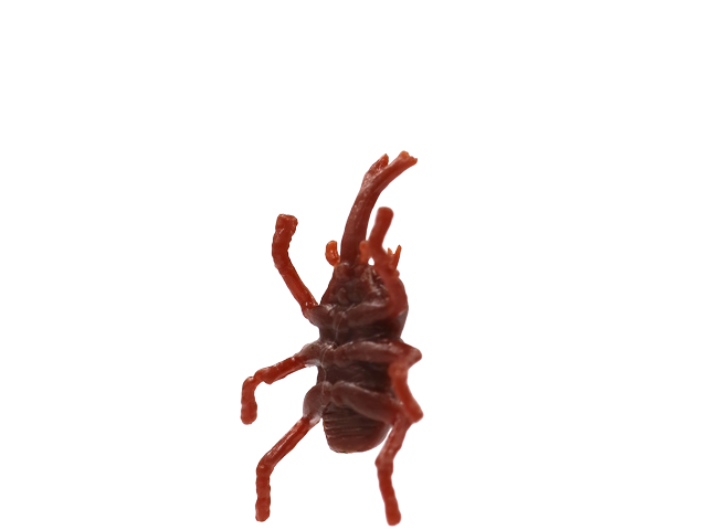 カブトムシ