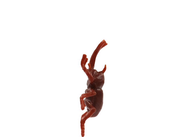 カブトムシ