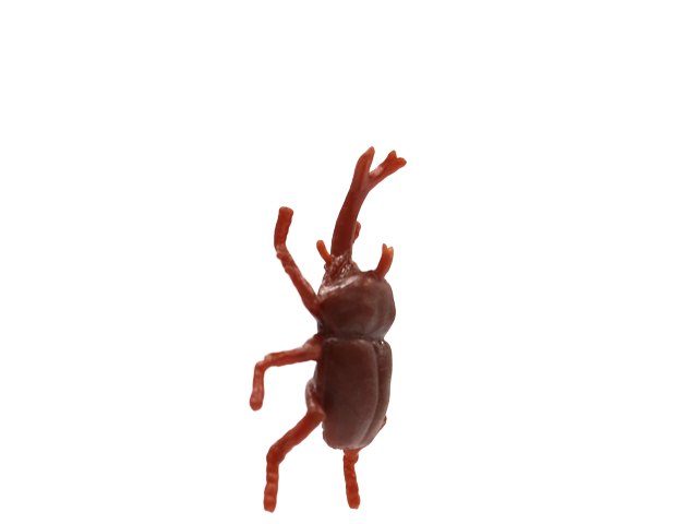 カブトムシ